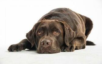 Quiet Chocolate Lab Wallpaper