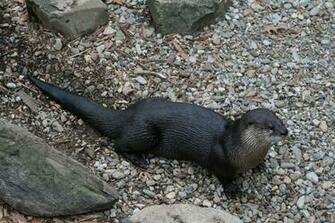 File River Otter At The National Zoo Jpg