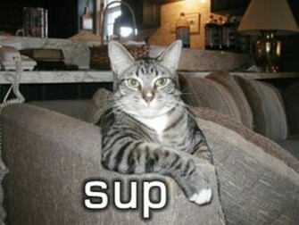 Funny Picture Clip Lol Cats Cat Pictures