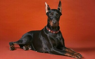 Doberman Pinscher Wallpaper