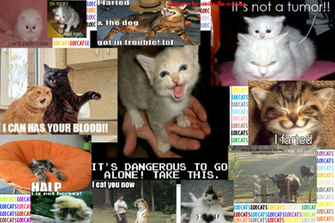Lolcats Wallpaper By Vanilla The Echidna