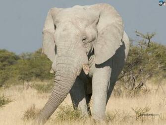 Elephants Wallpaper