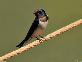Cyprus Swallow Wallpaper Open Walls