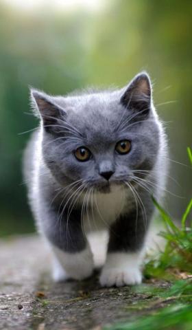 Cute Cat Wallpaper Animals Cats