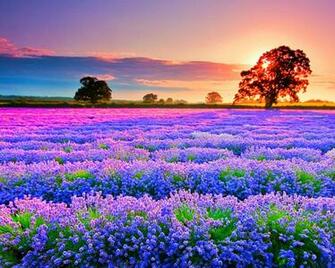 Flower Field Wallpaper