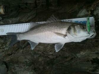 Caught On A Megabass Metal X Bubble Header Fishing Fish Types