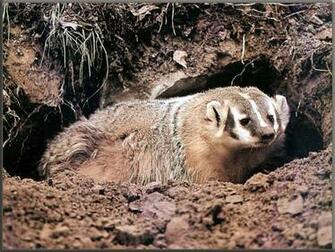Badgers Wallpaper Background