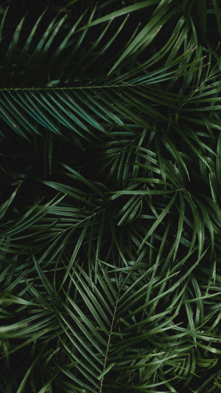 Palm Leaves iPhone Wallpaper