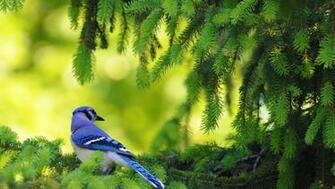 Blue Jay Passerine Bird HD Wallpaper Stylish