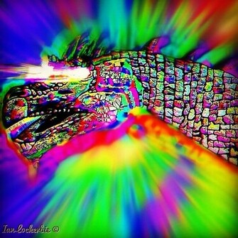 Shroom Trip Wallpaper Bit By