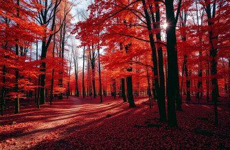 Red Forest Wallpaper