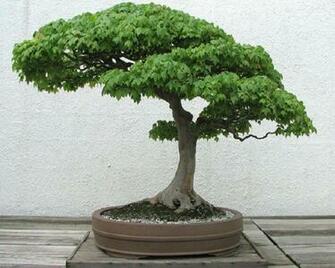 Bonsai Tree Wallpaper