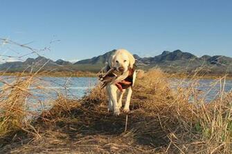 Image Gallery Hunting Dog Wallpaper