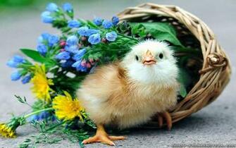 Baby Chicks Wallpaper