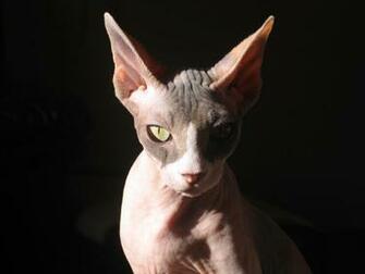 Sphynx Cat Wallpaper And Background Image Net