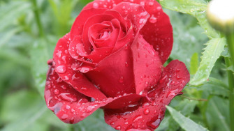 Cute Rose Wallpaper