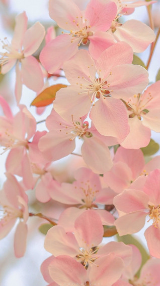 Vy Thanh On Flower Wallpaper