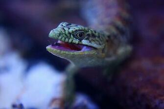 Alligator Lizard By Sergeidjw