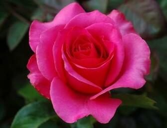 Beautiful Roses Flowers Wallpaper Stills Image Gallery