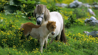 Farm Animals Wallpaper