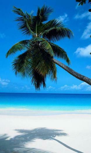 Lester Marley Jamaica HD Wallpaper