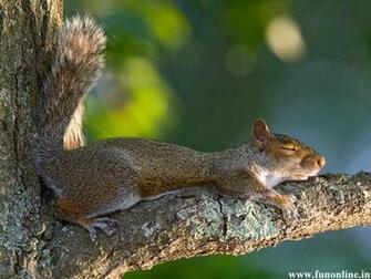 Squirrel Wallpaper Charming Squirrels HD