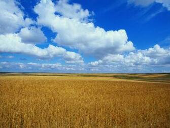Gold Field Blue Sky Wallpaper Desktop Background