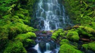 Amazon Rainforest Wallpaper