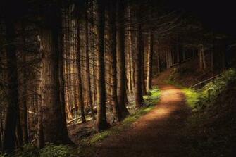 Path In The Dense Forest Wallpaper Grass Day