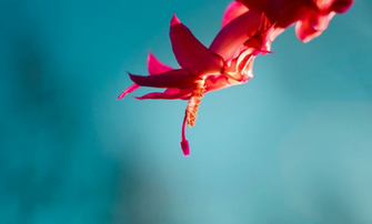 Best Windows Wallpaper Yologadget