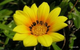 Cool Wallpaper Flower