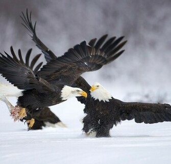 Eagle Wallpaper Desktop HD