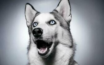 Husky Wallpaper HD Background