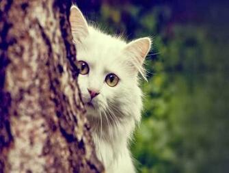 Cute Kitten Wallpaper For Desktop Wallpaperyork Brows Your