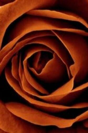 iPhone Wallpaper A Rose Tjn