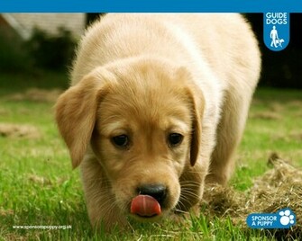 Puppy Litter On Black And Yellow Labrador