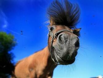 Funny Horse Wallpaper And Image Pictures Photos