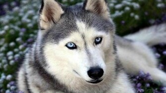 Face Siberian Husky Wallpaper HD High Resolution