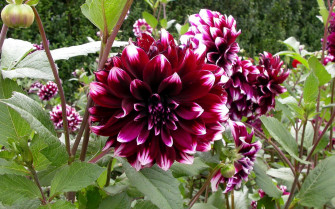Splendid Dahlias Wallpaper