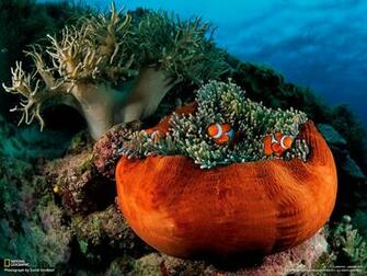 Predator Fish By The Stinging Tentacles Of Anemone