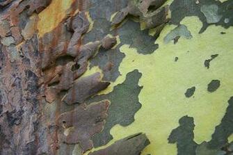 Tree Bark Wall Mural Contemporary Decals By Murals Your Way