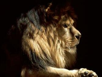 The King Wallpaper HD