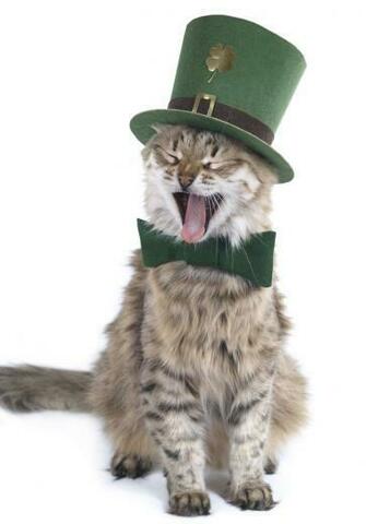 St Patrick S Day Cat Wallpaper 8665o3l Picserio