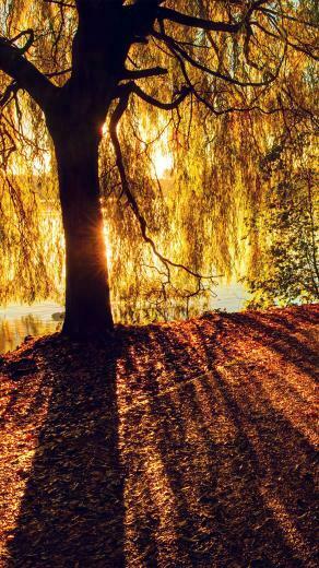 Morning Lake Tree Sunshine Nature Android Wallpaper HD