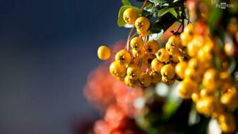 Spring Flowers HD Wallpaper009