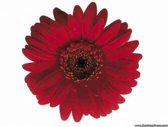 Desktop Wallpaper Flowers Gardens Background Red Flower
