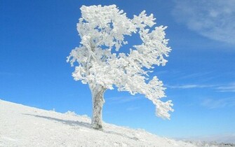 Desktop Wallpaper Frozen Trees