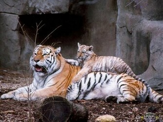 Tiger Screen Savers