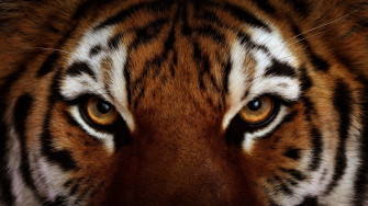 Majestic Tiger Stare Wallpaper