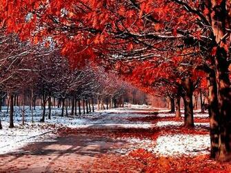 Snow And Leaves Daydreaming Wallpaper